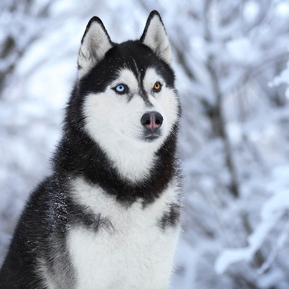 An husky sits tall near some snow-covered trees. The dog has heterochromia; one blue eye and one gold eye.