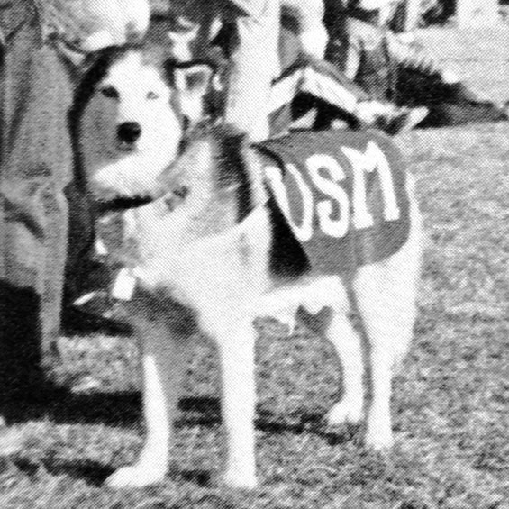 A black and white photo of a husky on the sidelines of one of our athletic fields with a University of Southern Maine banner draped over its back. In the background, a line of people can be seen.