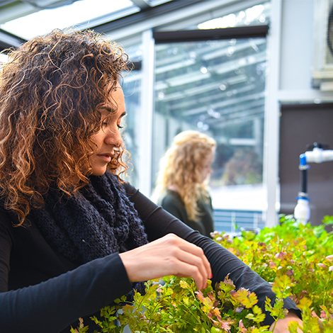 A student attends to a plant in the aquaponics lab.