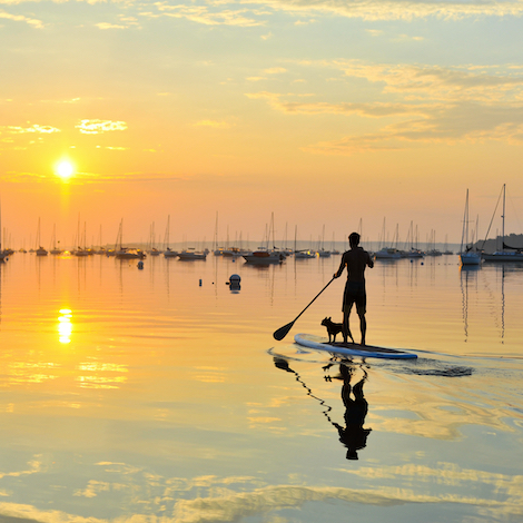 A person paddleboards through a harbor at sunset, with their small dog on the paddleboard with them.