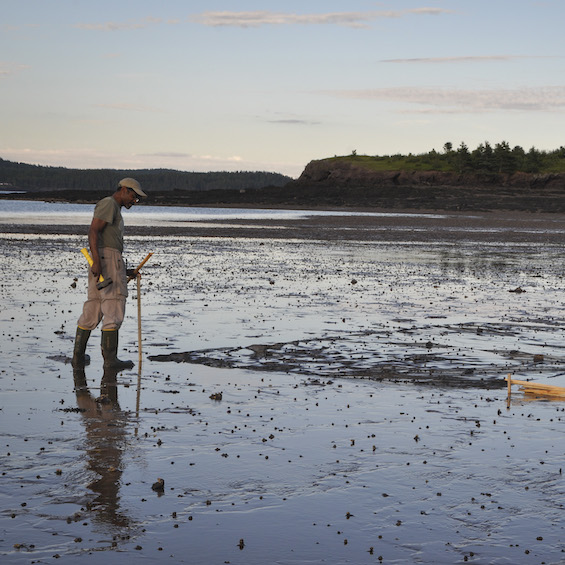 A students conducts fieldwork in mudflats on the coast.
