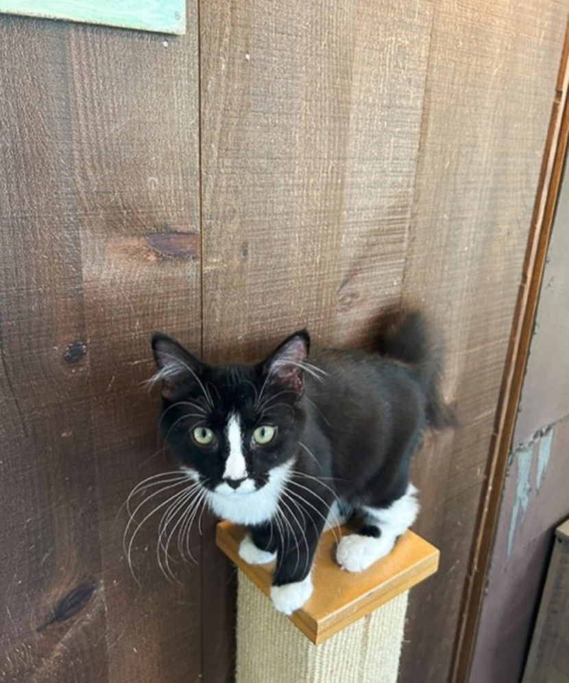 Cat perched atop its cat tower looks at the camera in Meow Lounge in Westbrook, ME.