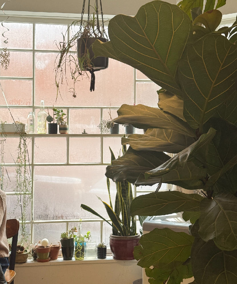 Lush green plants and cozy interior of Uncharted Tea café in Portland, Maine