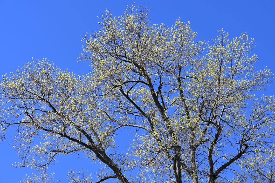 Budding tree with small green leaves against a blue sky