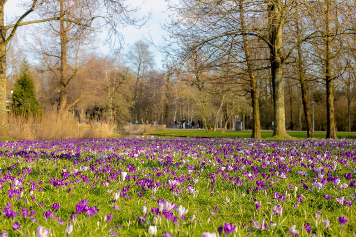 Purple, pink, and white crocus flowers blooming in a park