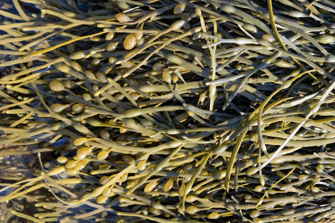 Detailed view of seaweed fronds
