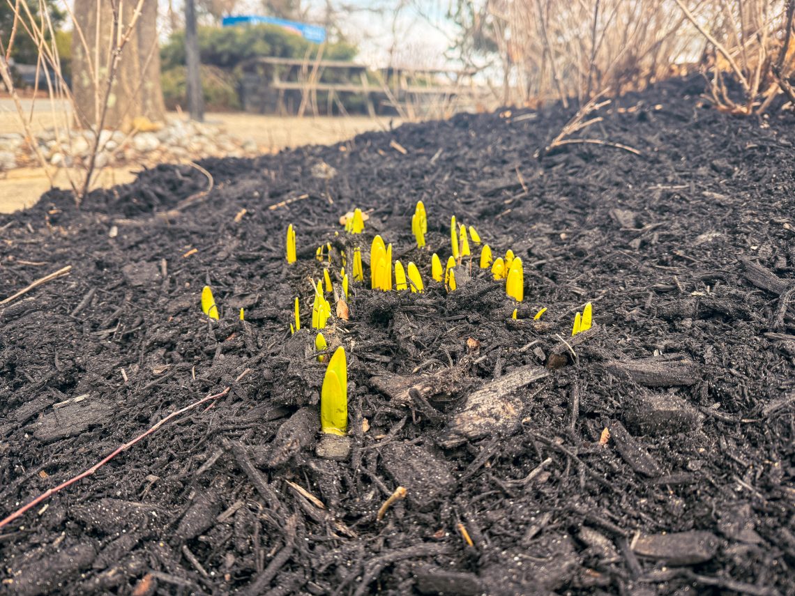 Green daffodil shoots emerging from the ground