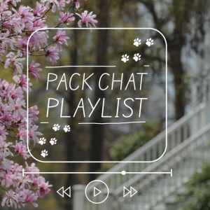 A music player graphic overlaid on a photo of pink magnolia blossoms and a white campus building, with the text "Pack Chat Playlist" and paw print icons inside a rounded rectangle frame.