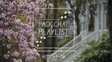 A music player graphic overlaid on a photo of pink magnolia blossoms and a white campus building, with the text "Pack Chat Playlist" and paw print icons inside a rounded rectangle frame.