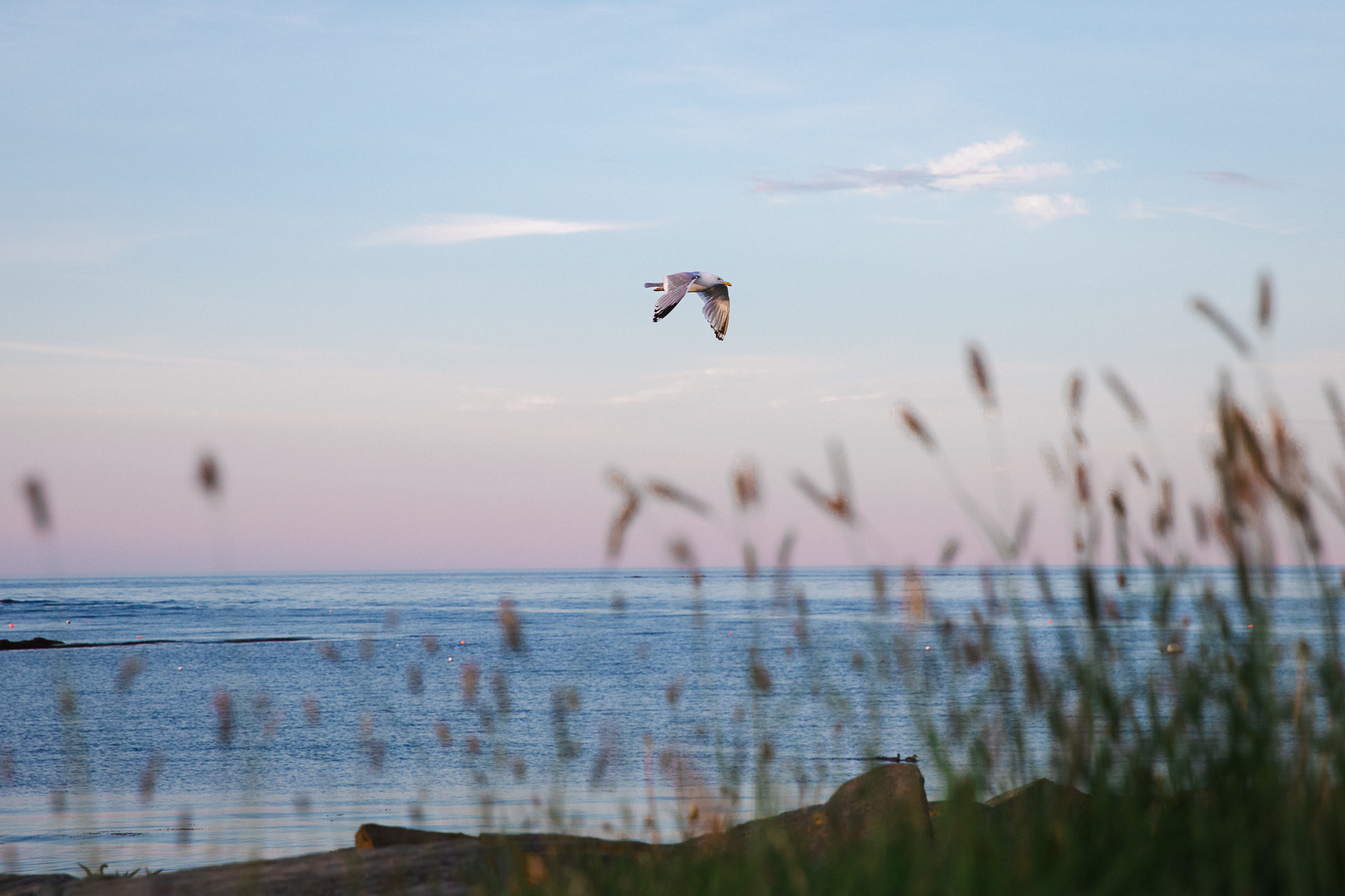 A seagull flying over calm ocean water at dusk, framed by tall beach grass along the Southern Maine coastline