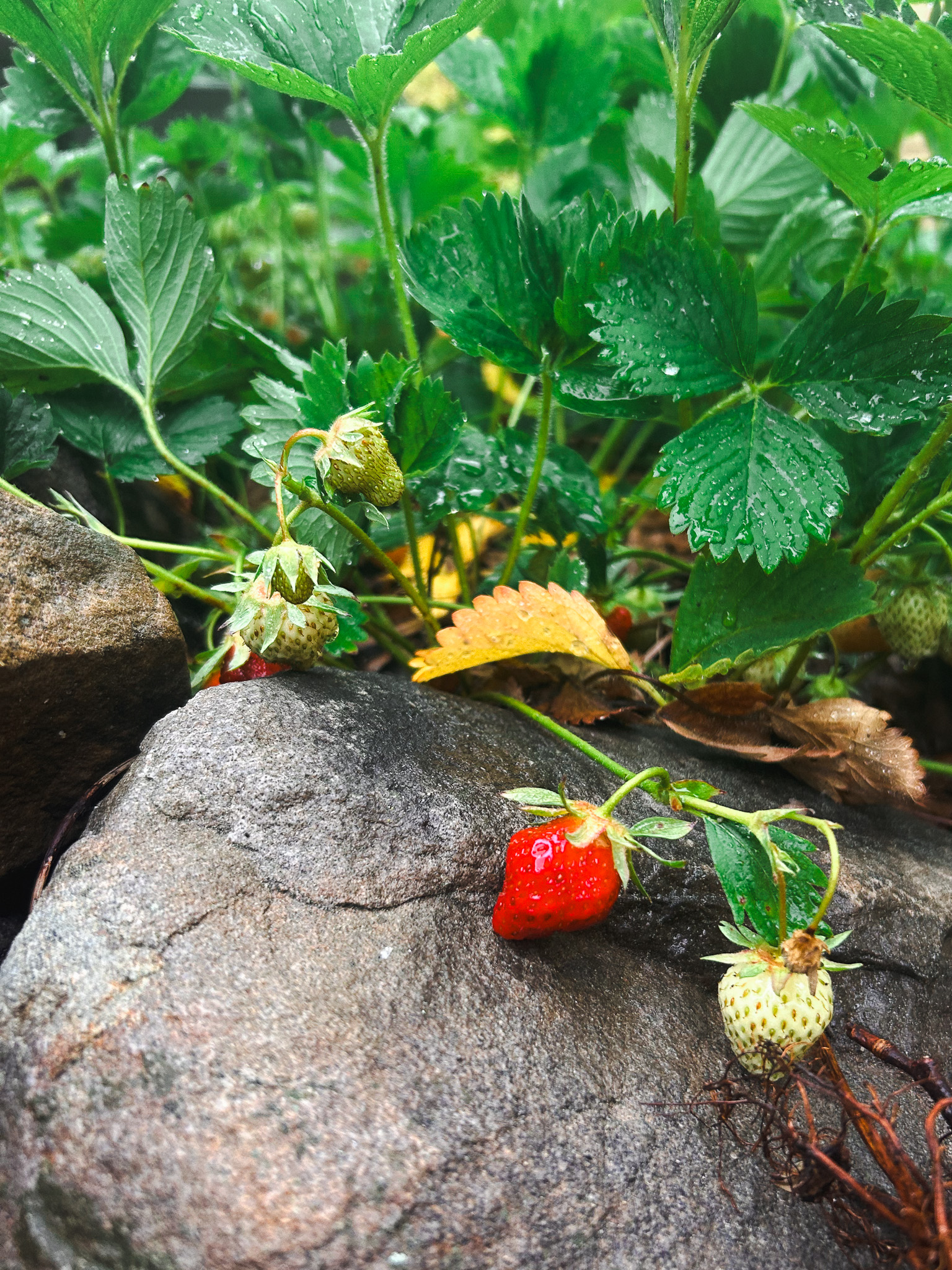 Ripe and unripe strawberries growing on a vine over a rock at a Maine pick-your-own farm