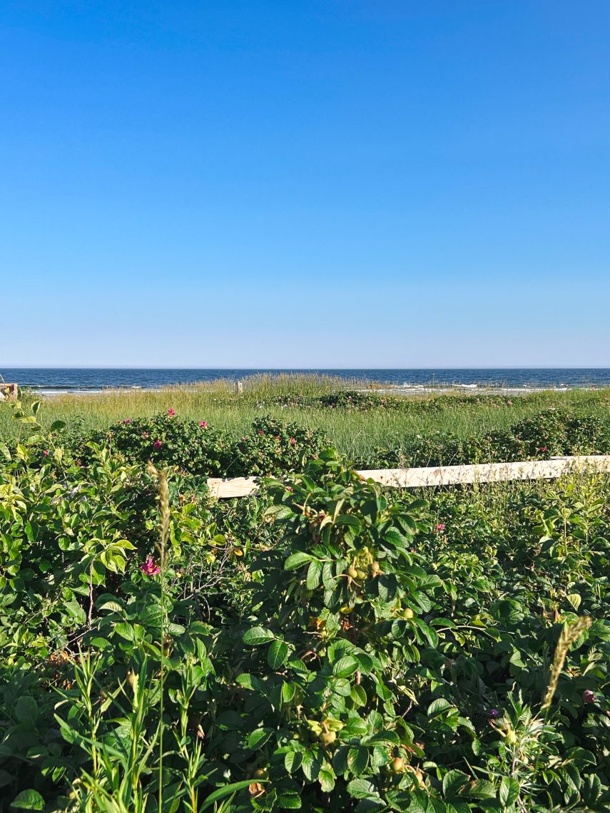 Wild beach roses and dune grass leading to the ocean at Higgins Beach in Scarborough, Maine on a clear summer day