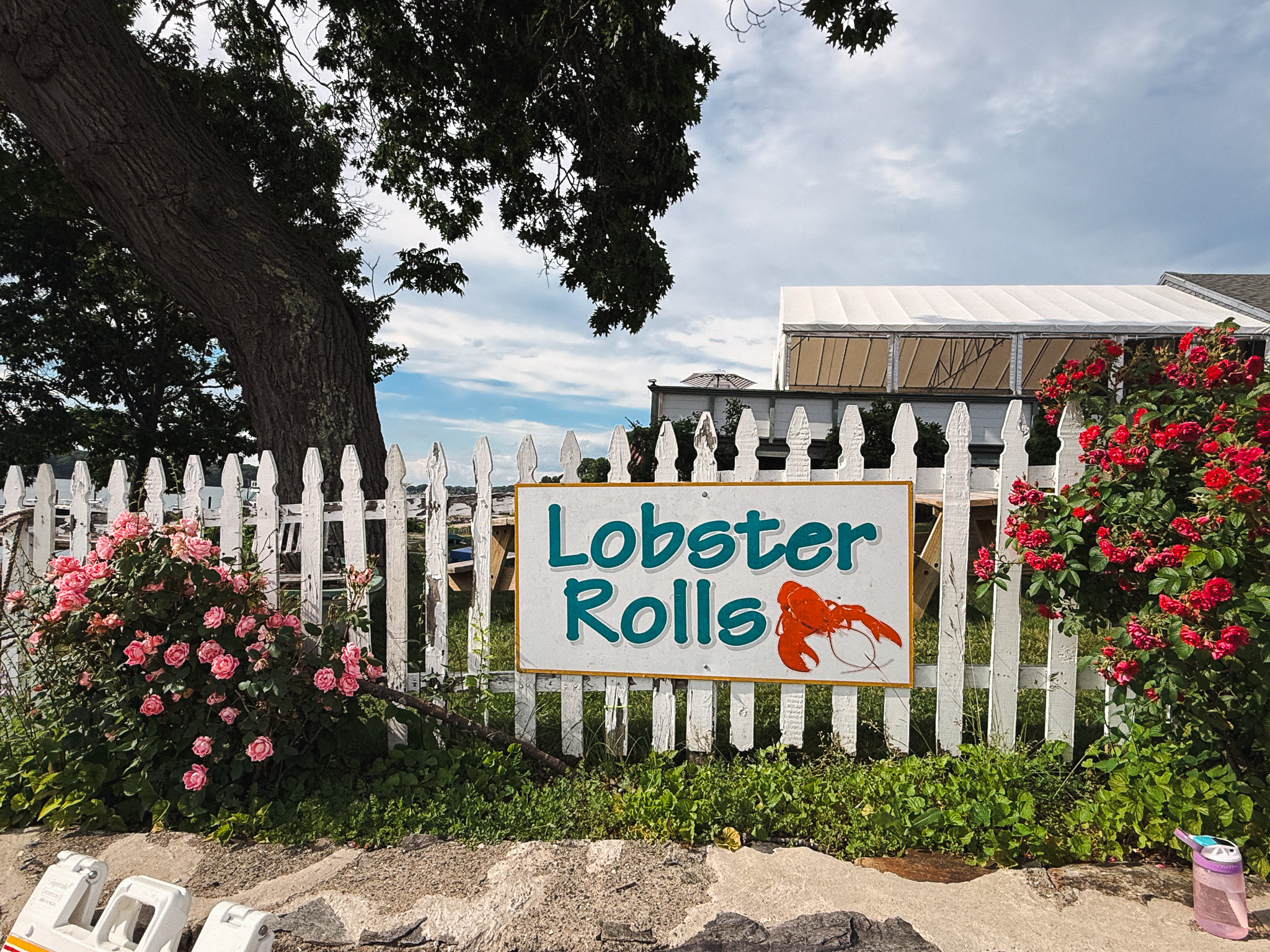 A hand-painted Lobster Rolls sign on a white picket fence surrounded by pink and red roses in coastal Maine