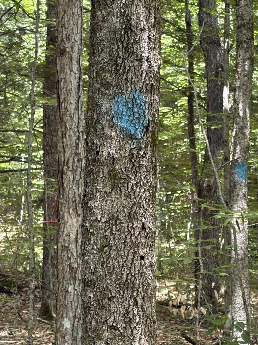 A blue paint mark on a tree trunk in the White Mountain National Forest, indicating it has been selected for logging under the Sandwich Vegetation Management Project. Additional blue marks are visible on trees in the background.