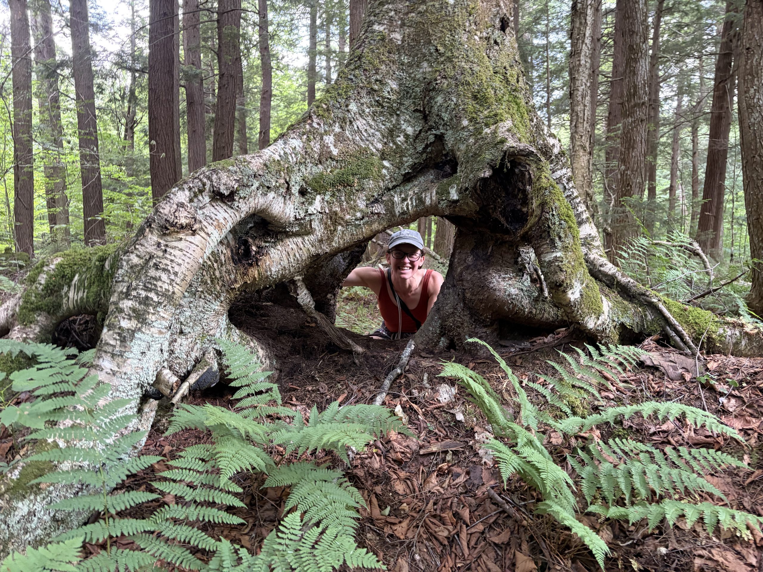 A Green Curtain Roadshow participant smiles from behind the sprawling moss-covered roots of an old-growth tree, with ferns growing in the foreground.