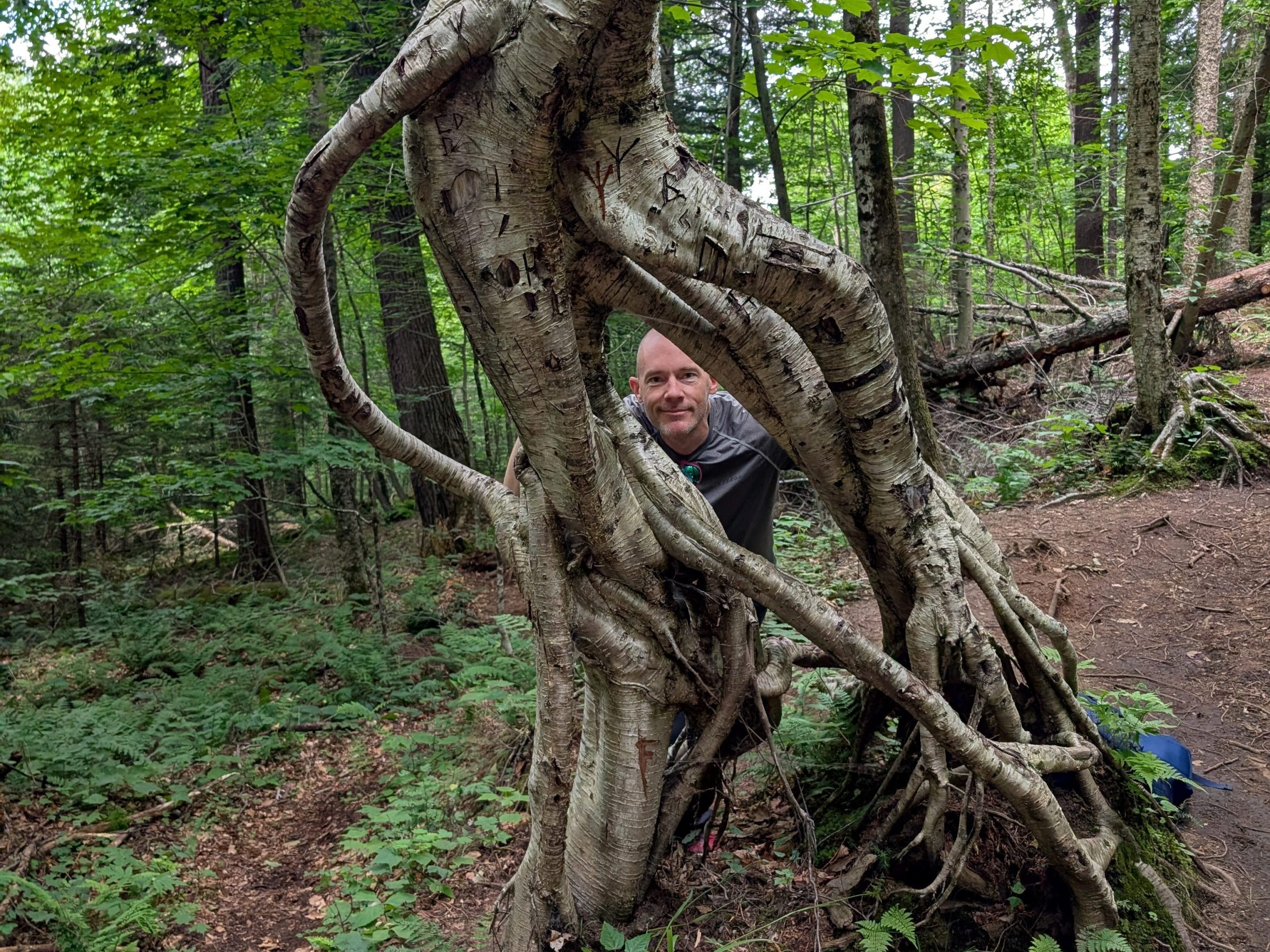 A Green Curtain Roadshow participant peeks through the dramatically twisted roots and branches of a birch tree along a trail in the Adirondacks.