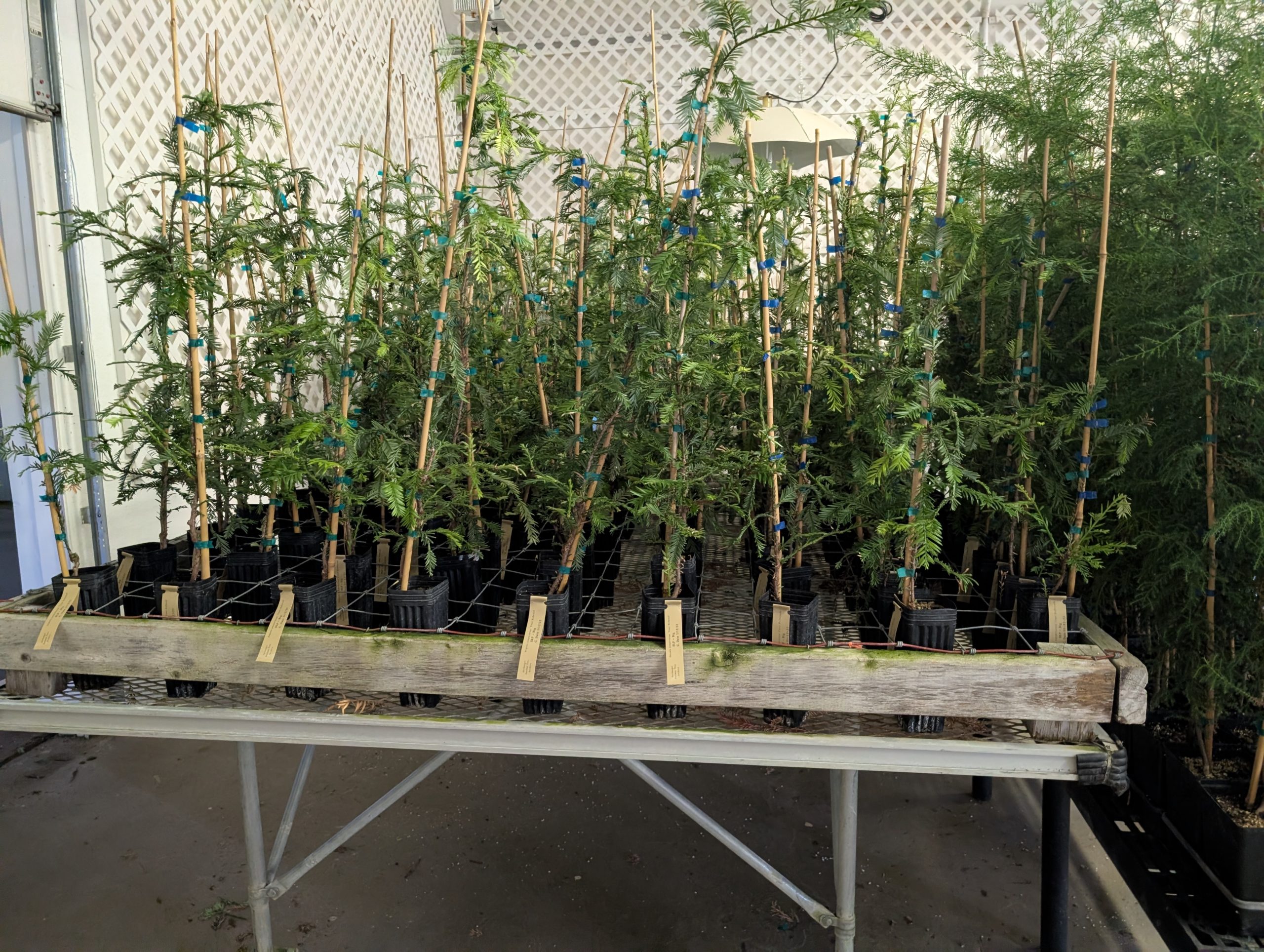 Rows of young cloned trees in small pots, supported by bamboo stakes and labeled with identification tags, growing in a greenhouse at the Archangel Ancient Tree Archive in Michigan.