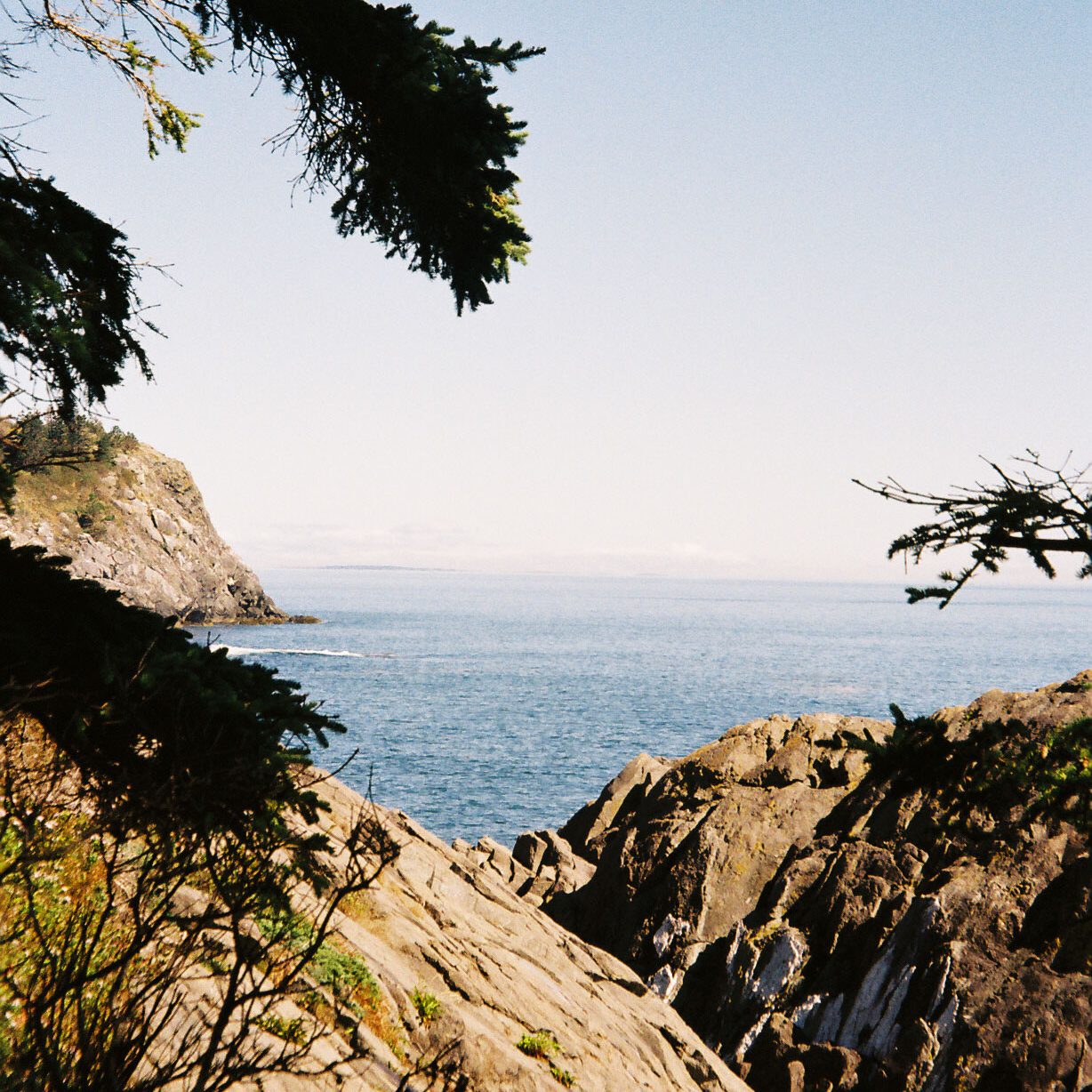 A view of the rocky coastline on Monhegan Island, ME, framed by dark evergreen branches overhead. Rugged cliffs drop down to the calm blue Atlantic Ocean, with another rocky headland visible in the distance under a hazy sky.