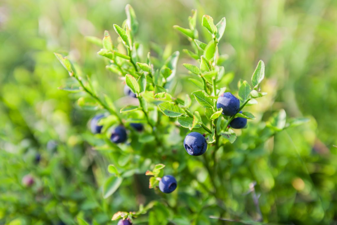 Close-up of wild blueberries ripening on low green bushes