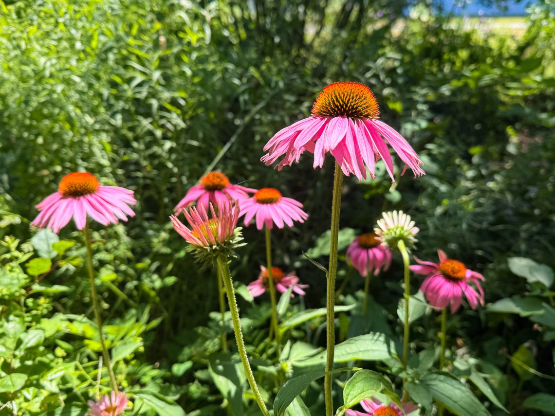 Pink coneflowers with orange centers blooming in the Portland campus pollinator garden