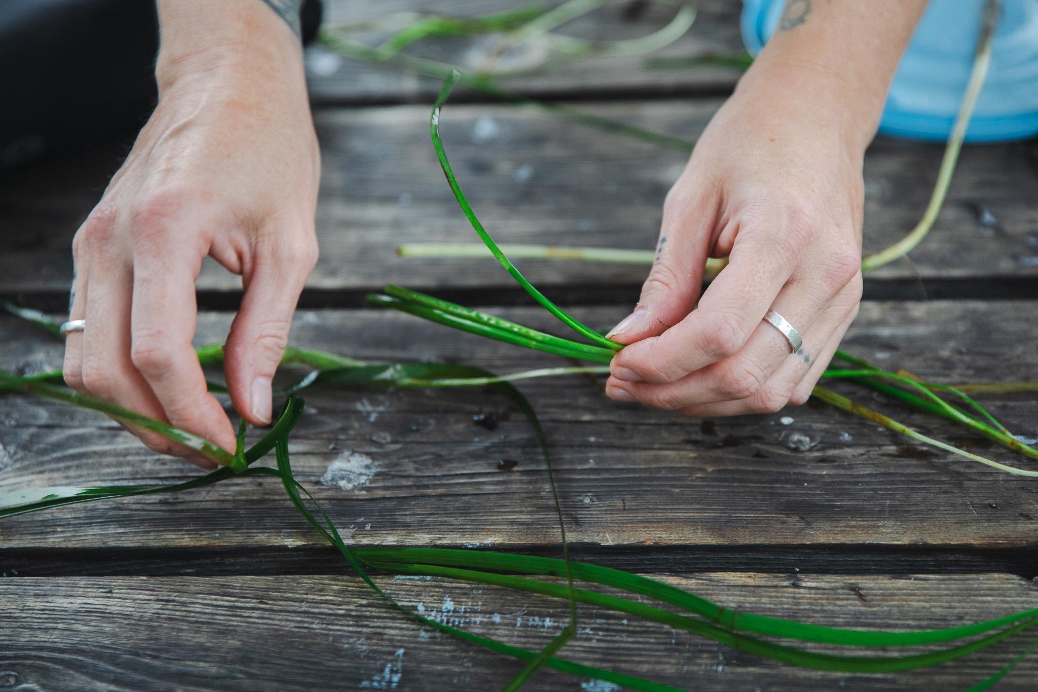 Close-up of hands sorting and bundling strands of eelgrass on a weathered wooden dock.
