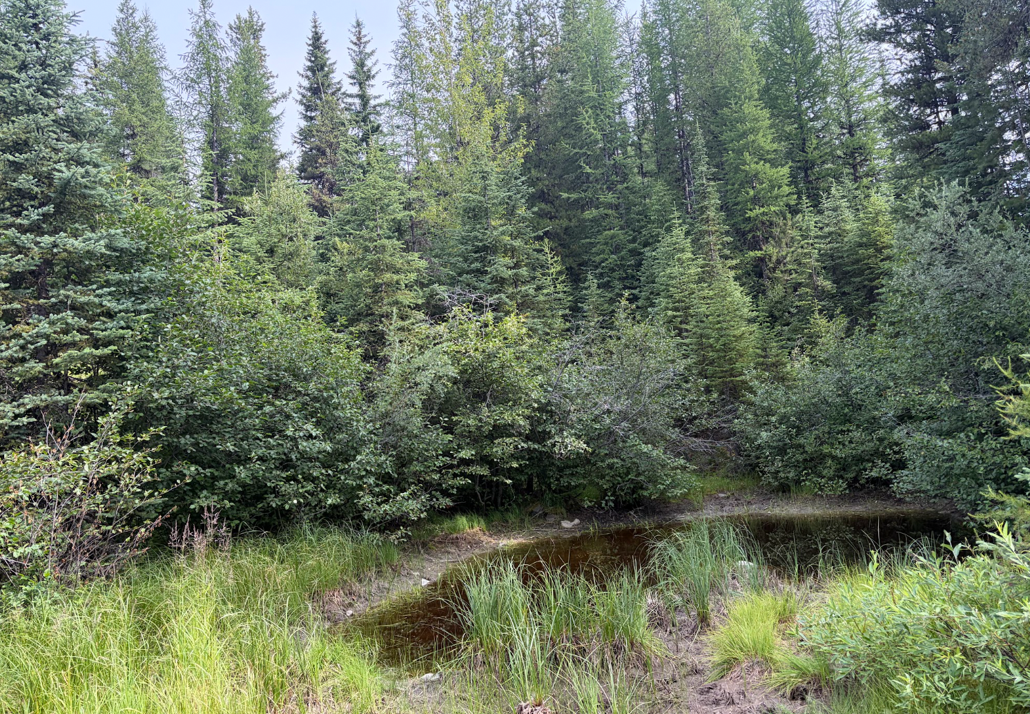 A small pond surrounded by dense spruce and larch trees in Montana's Yaak Valley, with tall grasses growing along the water's edge.