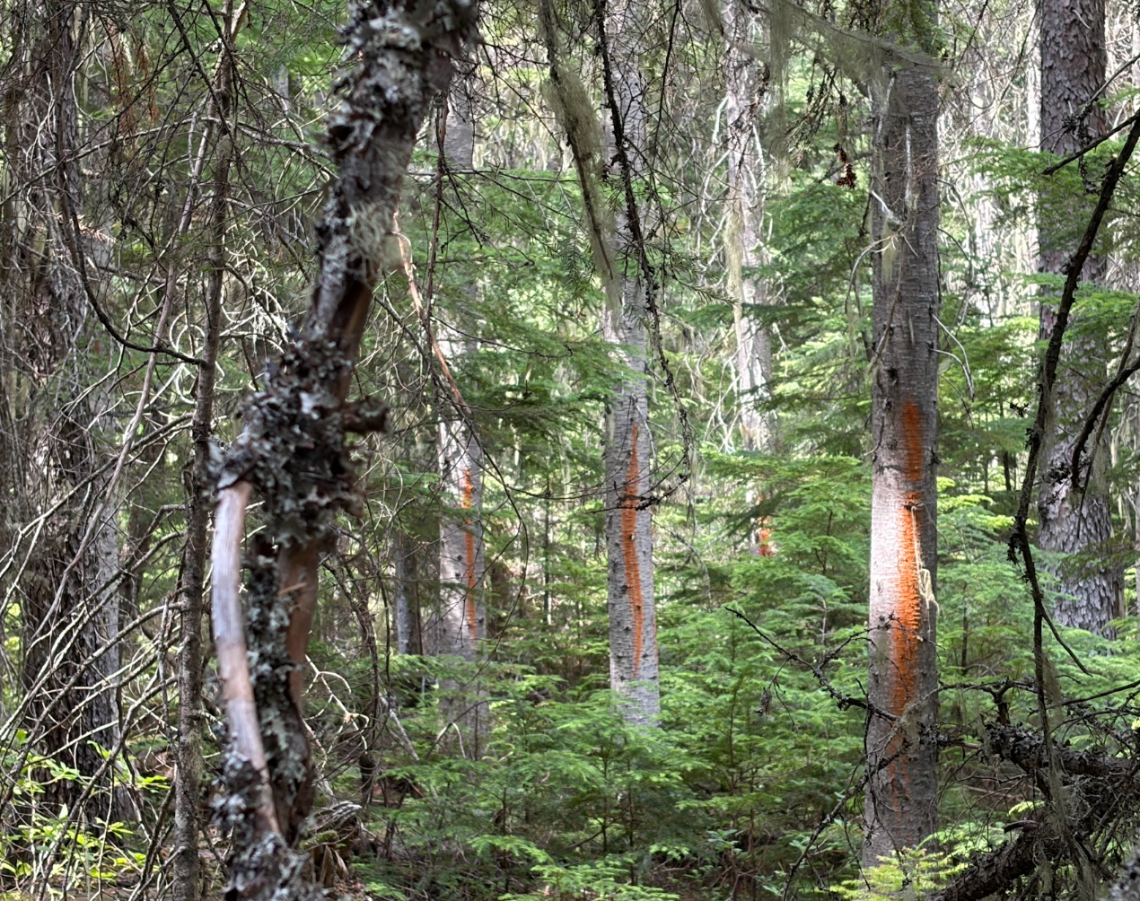 Trees in Montana's Yaak Valley marked with orange blazes indicating they are slated for future logging, standing among dense old-growth forest.