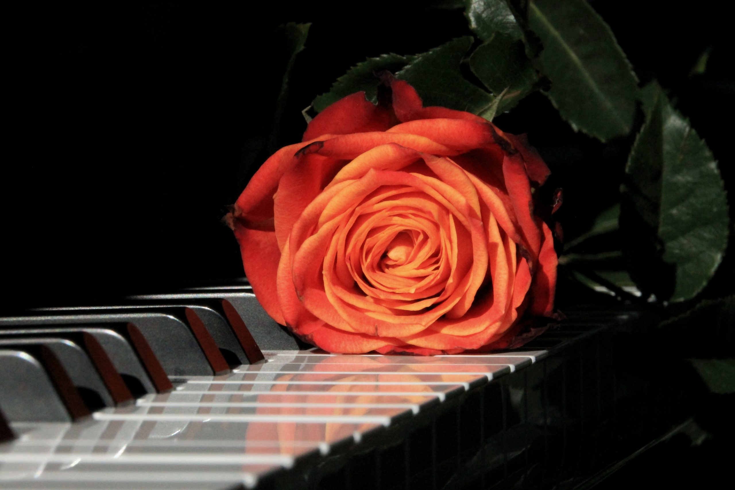 Rose piano