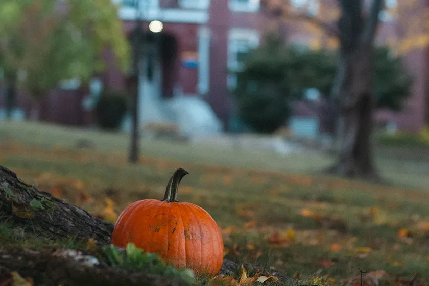 A small pumpkin is partially hidden behind a tree root with a brick building out of focus in the background.