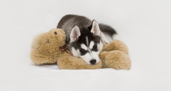 Husky puppy lying down on top of a teddy bear stuffed animal.