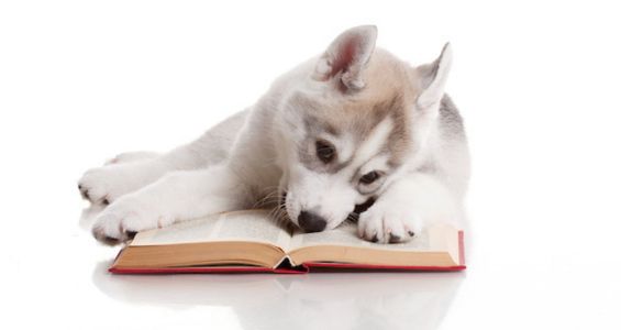 Husky puppy lying down next to an open book, resting its head and one paw on the open page.