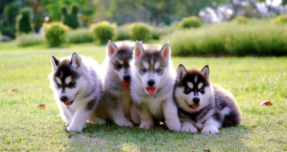 Four husky puppies sitting next to each other outside on a lawn in front of some trees.