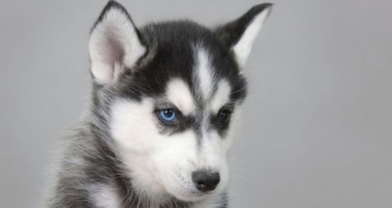 Husky puppy sitting down against a gray background.