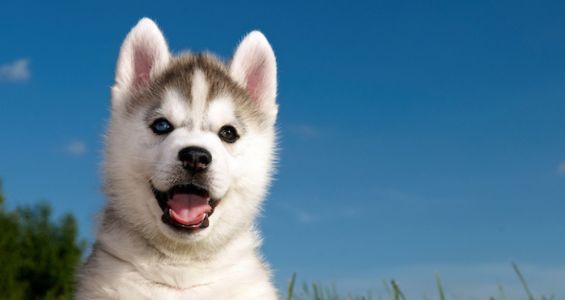 Excited husky puppy outside on grass.