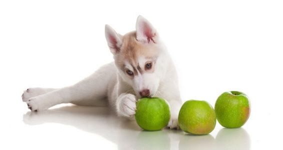 Husky puppy lying down next to three green apples.