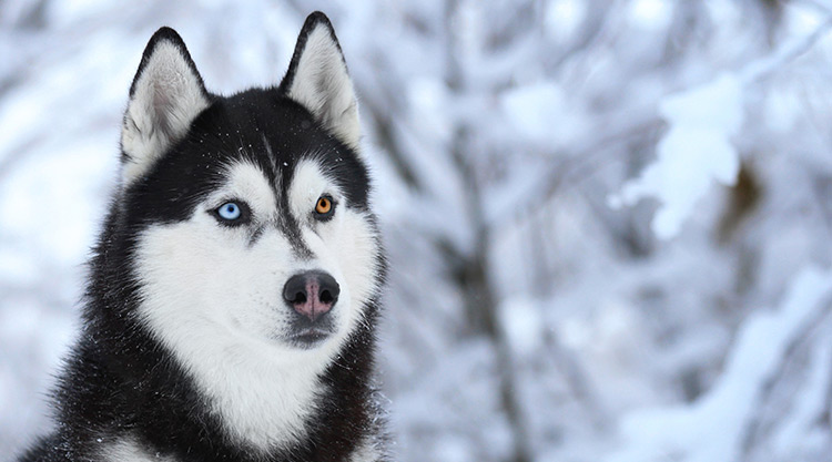 Husky with two different colored eyes outside in the snow