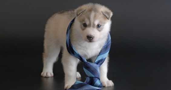 Husky puppy wearing a blue tie.