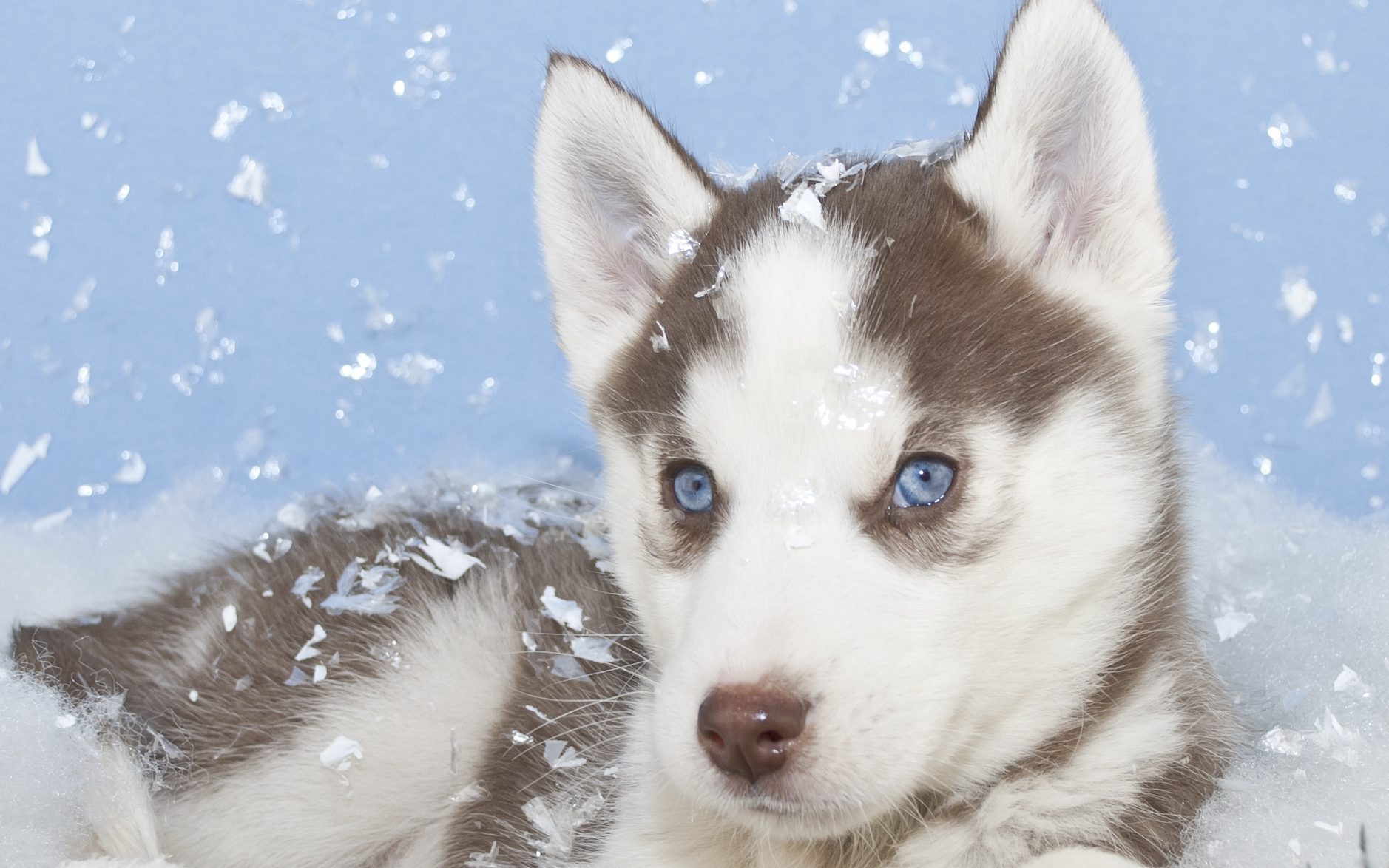 Husky puppy siting in snow