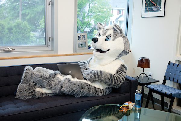 husky mascot on a sofa with a laptop