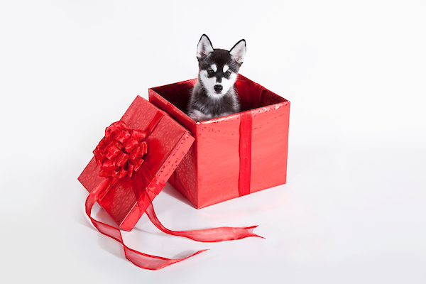 Husky puppy in a gift box
