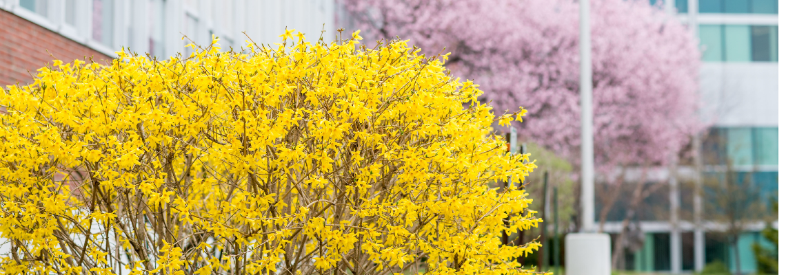 two trees in front of a building. the tree in the foreground is yellow and the tree in the background is light pink.