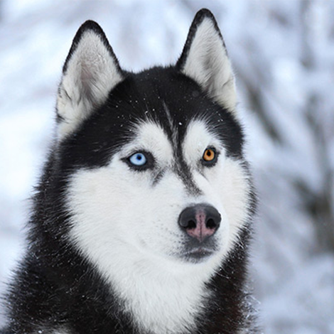 Husky with Heterochromia