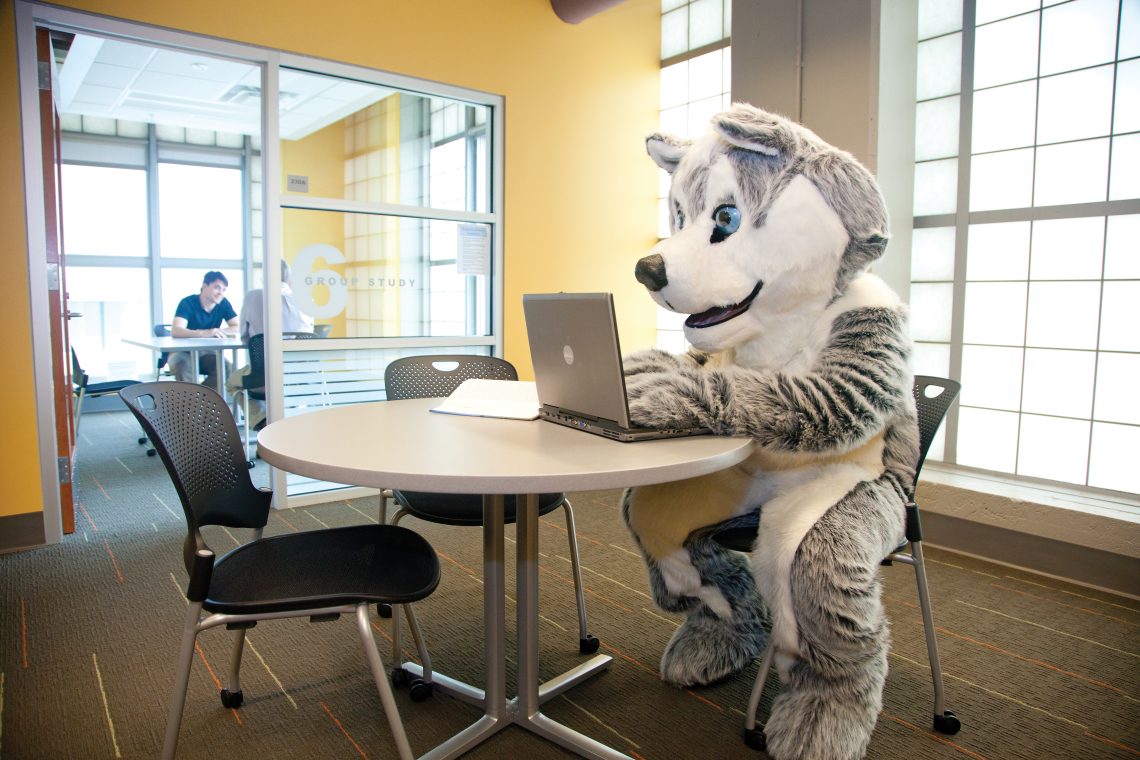 Husky mascot with laptop at table in the library