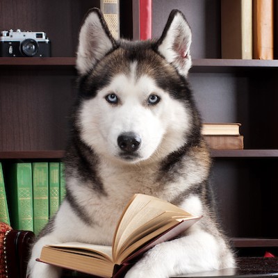 Husky dog facing the camera with an open book between its paws.