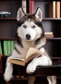 husky with book