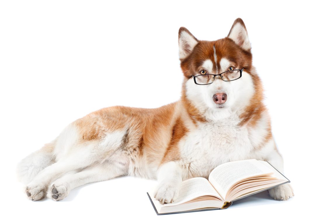 Picture of a husky laying down, wearing glasses and looking at an open book on the ground.