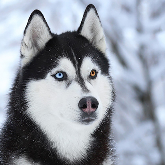 Husky with one blue eye and one yelloweye