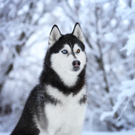 Husky with two colored eyes