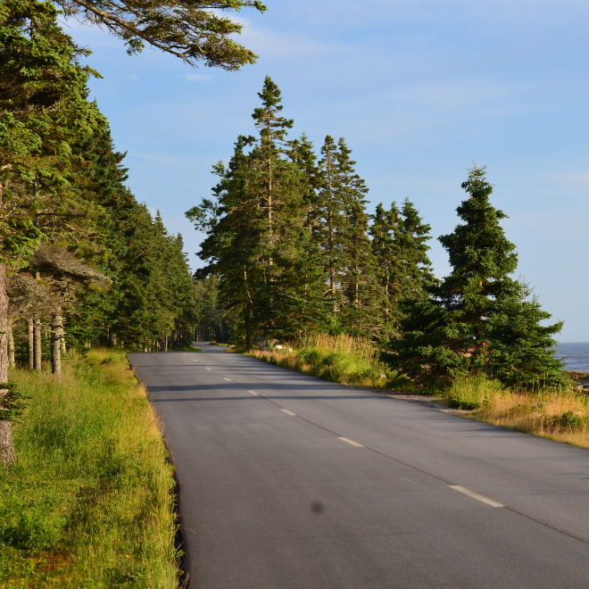 Coastal road bordered by pine trees with the ocean visible in the distance