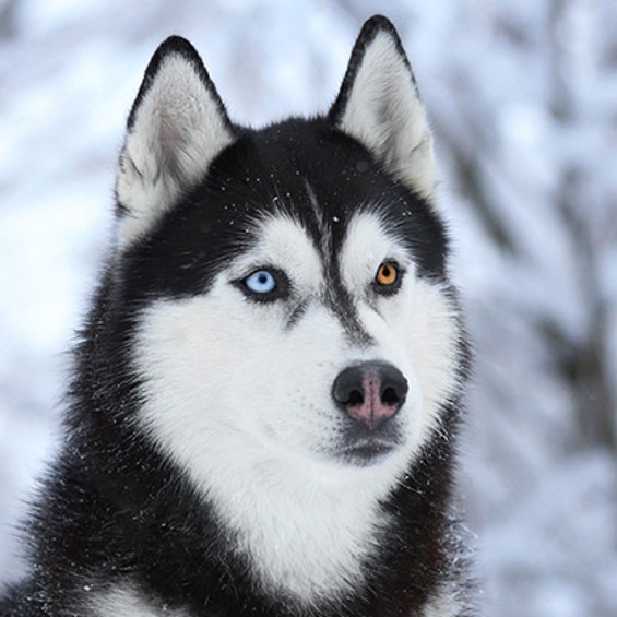 Husky with one blue eye and one gold eye, sitting in the snow